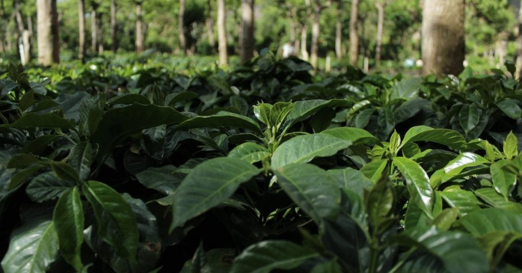 coffee plants in guatemala