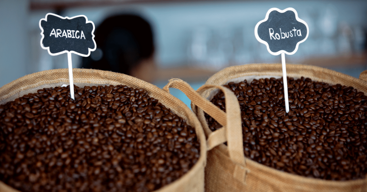 arabica and robusta coffee beans