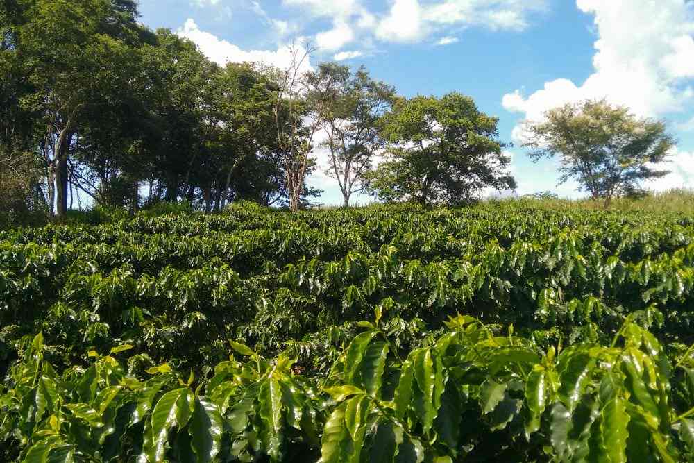 Coffee plant fruit in coffee farm