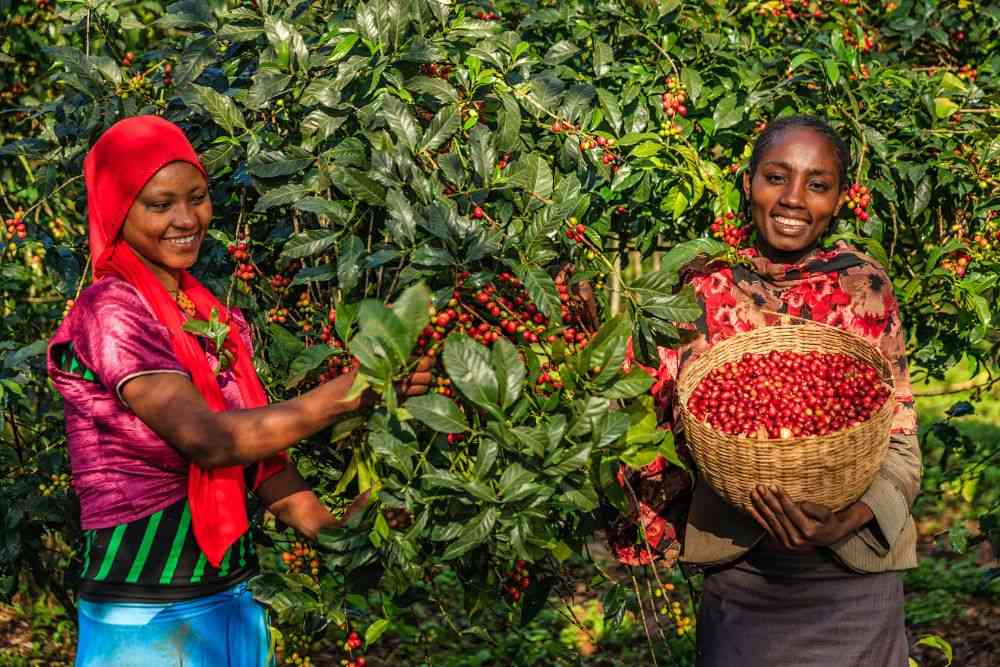 discovering-the-best-african-coffee