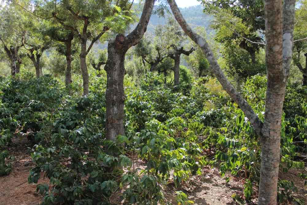 Coffee plants on a farm in Guatemala