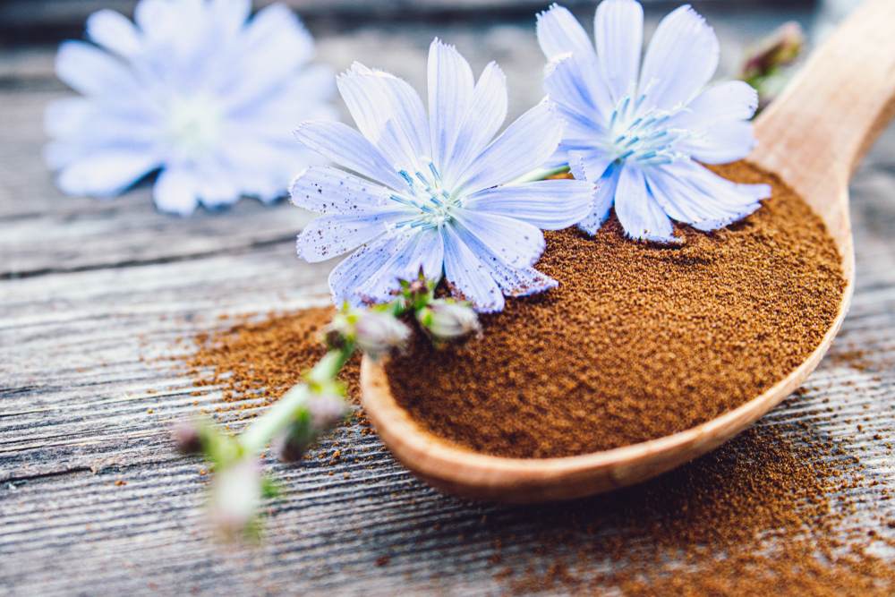 Blue chicory flower and a wooden spoon of chicory powder on an old wooden table. Chicory powder. The concept of healthy diet drink.