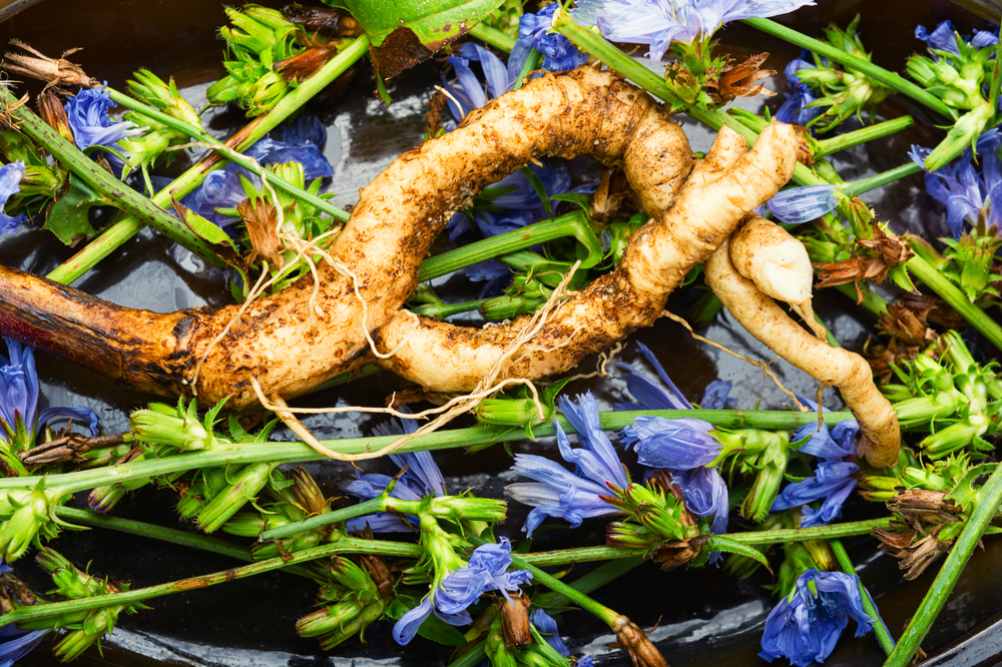 Chicory root and chicory flowers. Wild plant in alternative medicine. Cichorium intybus.