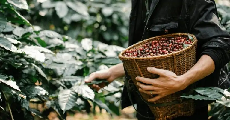 coffee berries being picked at a plantation