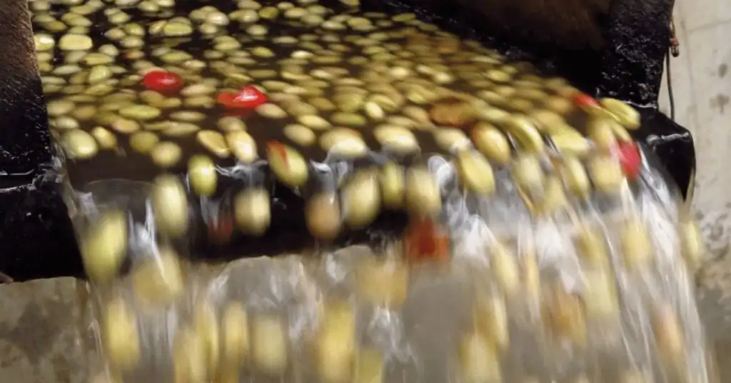 coffee berries being washed