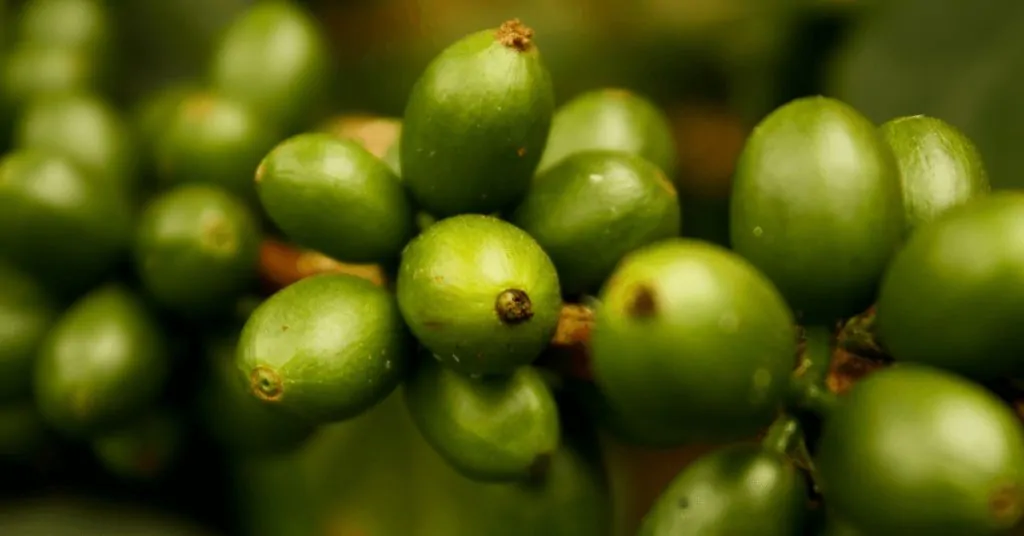 coffee berries close up