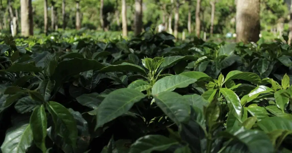 coffee plants in guatemala