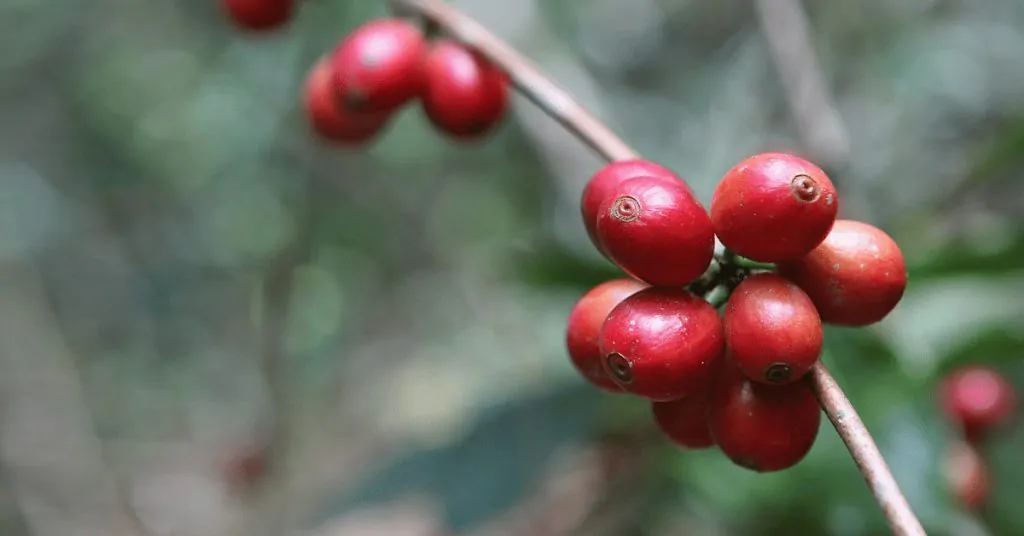red coffee berries at a plantation