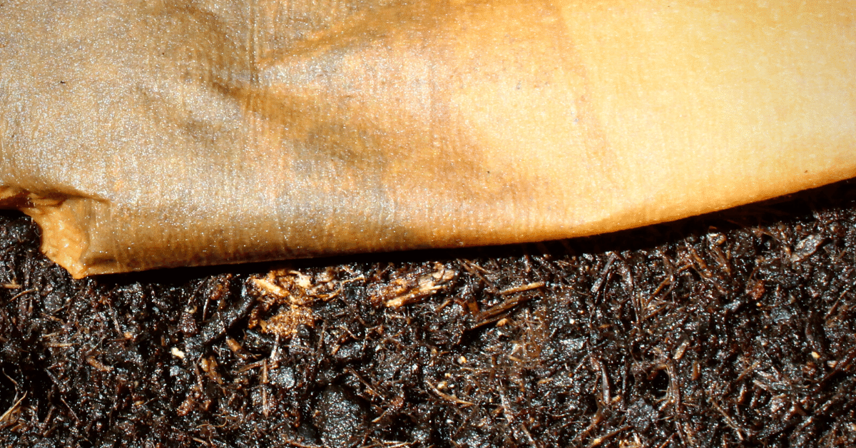 coffee filter in soil