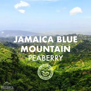 Jamaican Blue Mountain Peaberry Coffee 