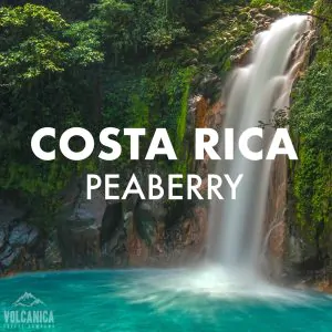 Volcanica Costa Rica Peaberry 