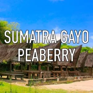 Volcanica Sumatra Gayo Peaberry Coffee 