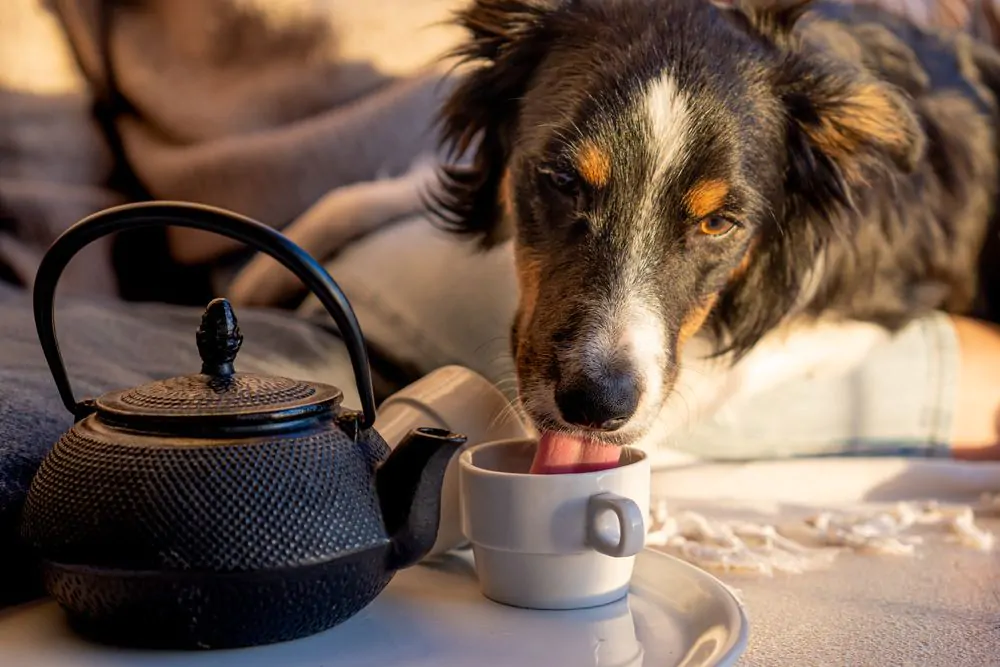 Border collie dog drinking from cup of tea in sunset