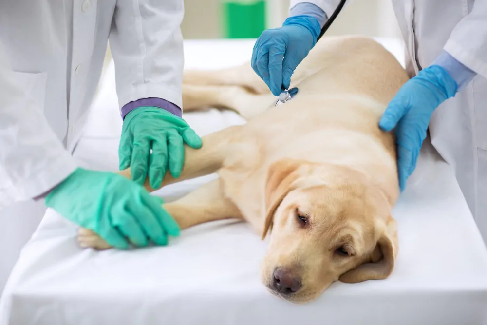 Examining sick dog at vet ambulance